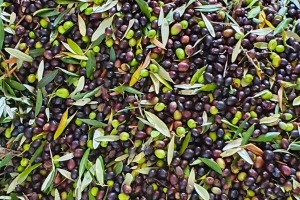 Autunno - Raccolta delle olive
