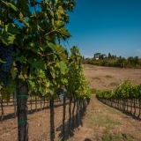 Vendemmia_MMXX_21