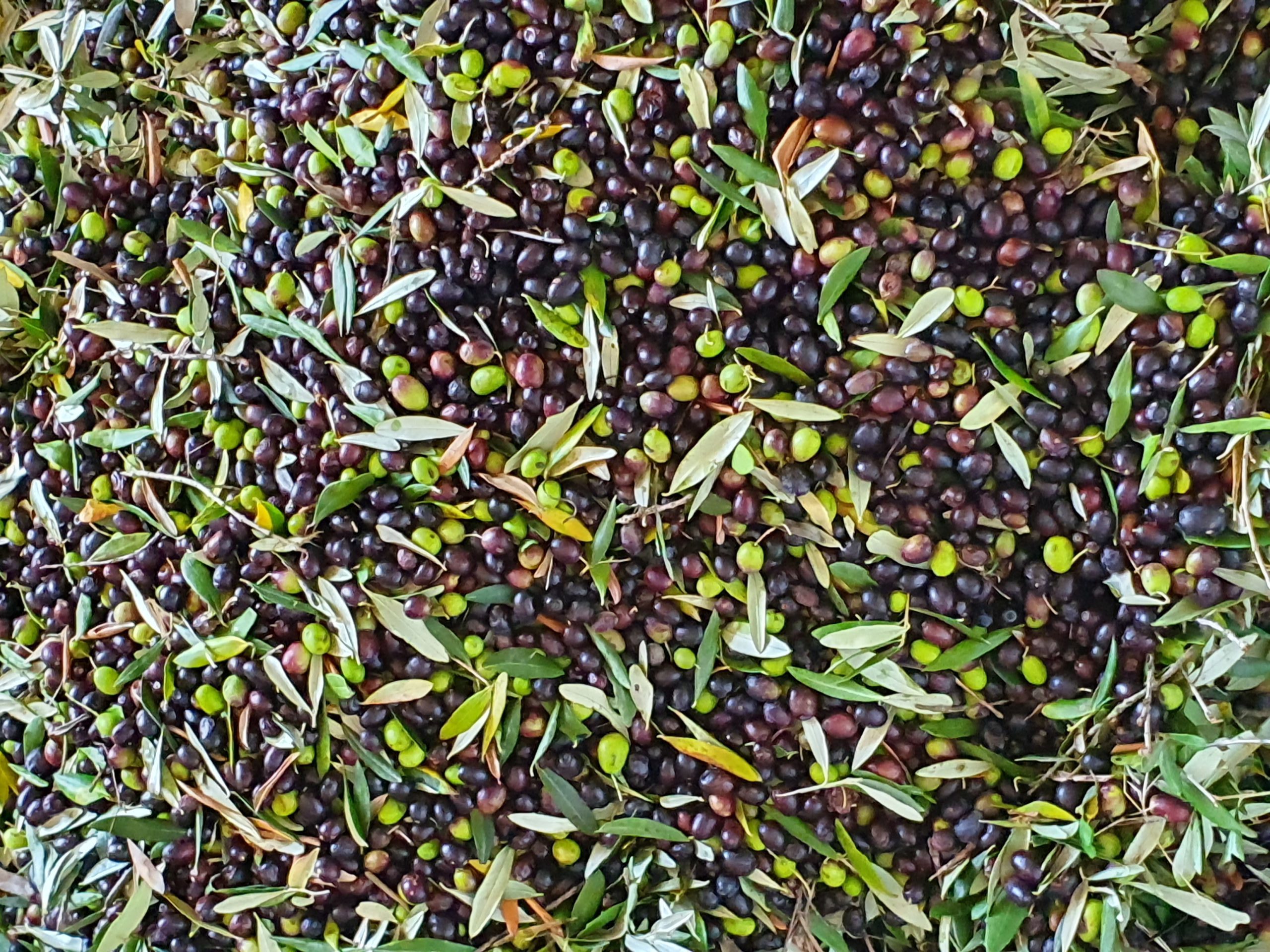 olive toscane di casignano